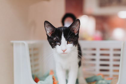 95437A MILLIE - Domestic Shorthair / Mix available for adoption