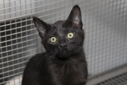 07998B DONKEY - Domestic Shorthair / Mix available for adoption