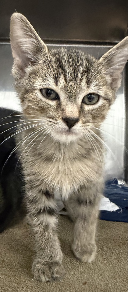 07669B MESSI - Domestic Shorthair / Mix available for adoption