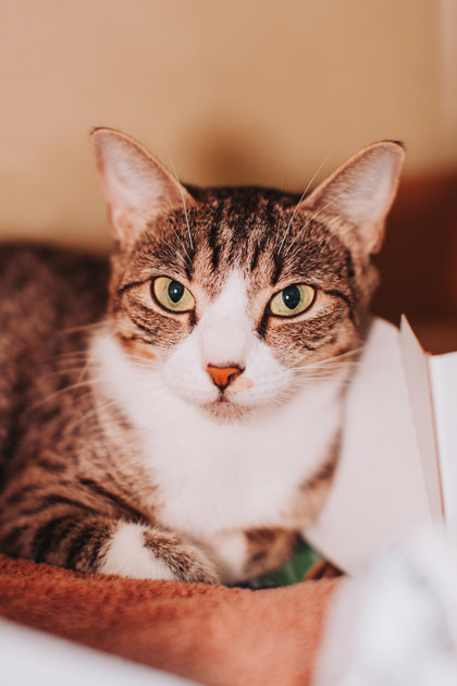 94588a Momma Cat