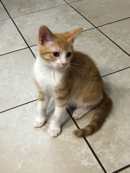 2123B Archie - Adoption Ambassador photo