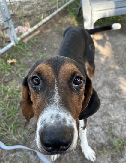 07834B MARINE - Hound / Mix available for adoption
