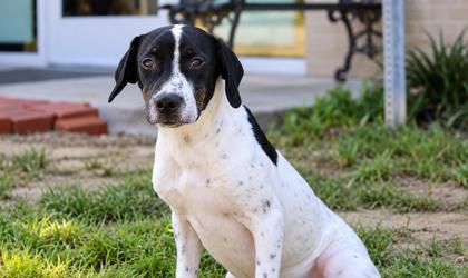 07807B STARFISH - Retriever / Mix available for adoption