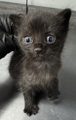 Salem photo