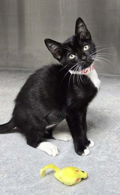 96718a Knees of my Heart- PetSmart West Ashley