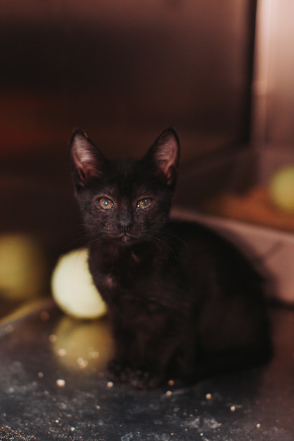 96207A BRITNEY - Domestic Shorthair / Mix available for adoption