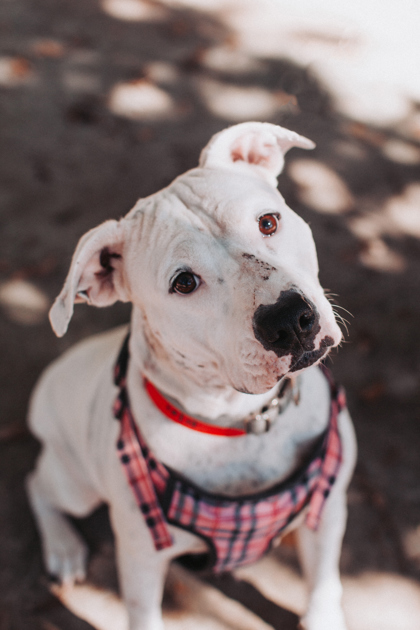 95016A SCARLET - American Staffordshire Terrier / Mix available for adoption