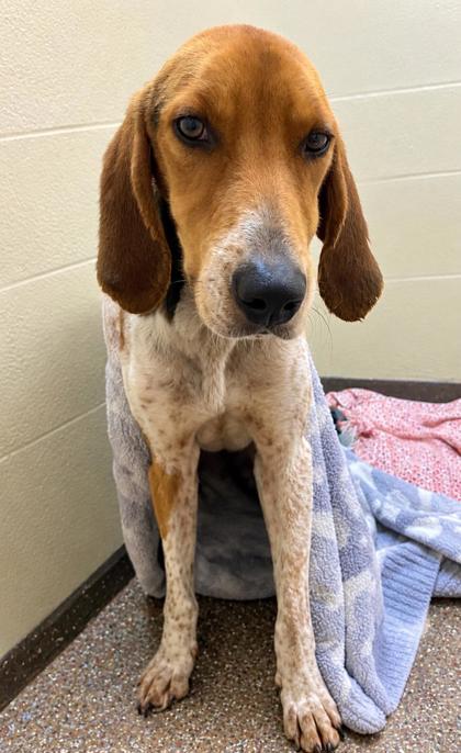 00769B ORLANDO - Hound / Mix available for adoption