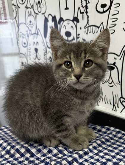 07195B  BISCOTTI - Domestic Shorthair / Mix available for adoption