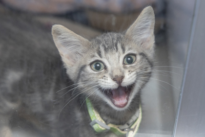 07011B WILLOW - Domestic Shorthair / Mix available for adoption