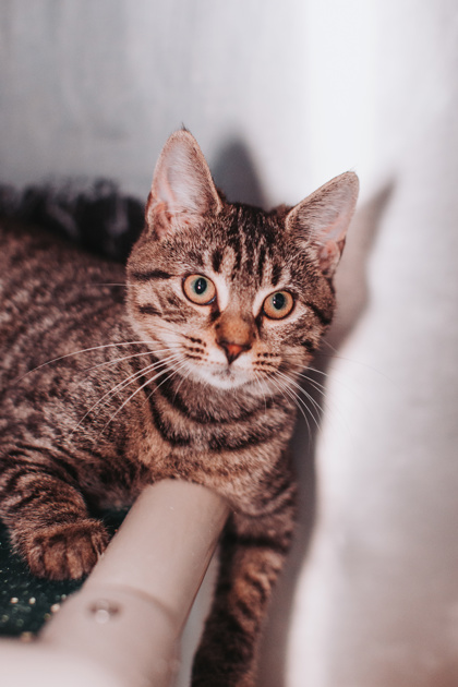 00760B LIZZ - Domestic Shorthair / Mix available for adoption