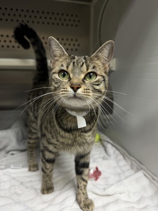 00765B NUTMEG - Domestic Shorthair / Mix available for adoption