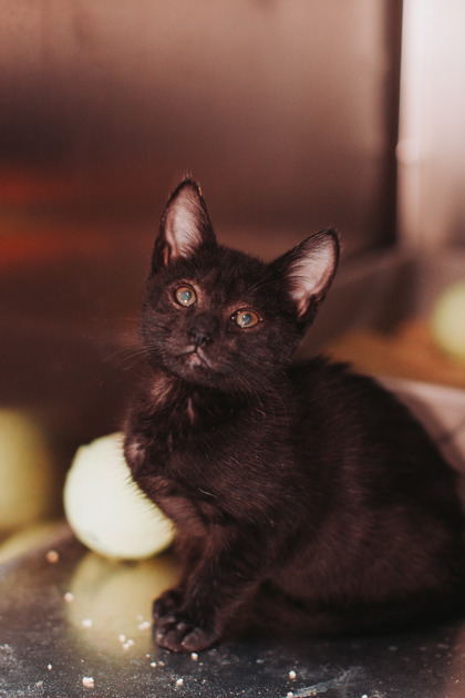96207A BRITNEY - Domestic Shorthair / Mix available for adoption