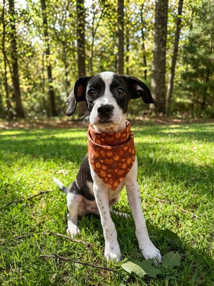 07601B Flarp - Adoption Ambassador photo