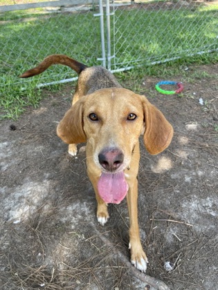08395b Dixie photo