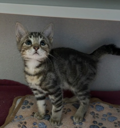 07752B RANDALL - Domestic Shorthair / Mix available for adoption
