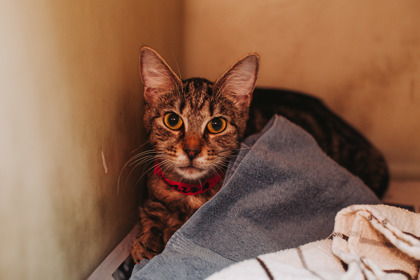 96822A Watermelon Slushie- PetSmart James Island