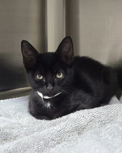 96717a Cheeseburger in Paradise- PetSmart W.A.