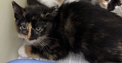 95135A Nutmeg-PetSmart Mt. Pleasant