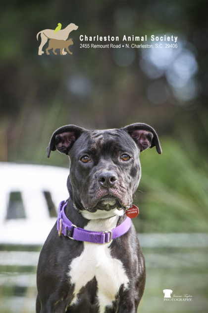 95643A CHLOE - American Staffordshire Terrier / Mix available for adoption
