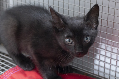 07996B SHREK - Domestic Shorthair / Mix available for adoption
