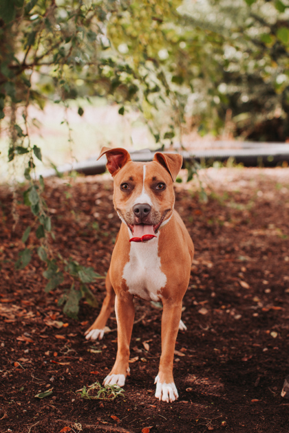 96258A PREA - American Staffordshire Terrier / Mix available for adoption