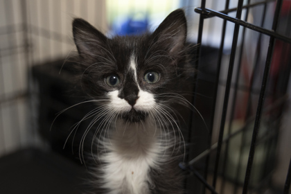 07877B REX - Domestic Shorthair / Mix available for adoption