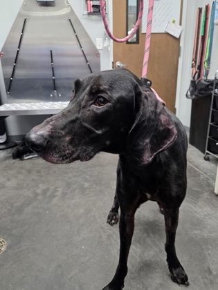 07679B TUCKER - Hound / Mix available for adoption