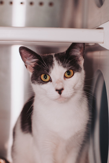 96102A DOLLY - Domestic Shorthair / Mix available for adoption