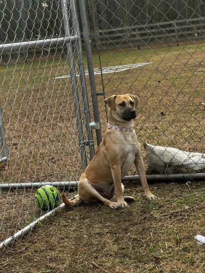 2508b  Patty Adoption Ambassador photo