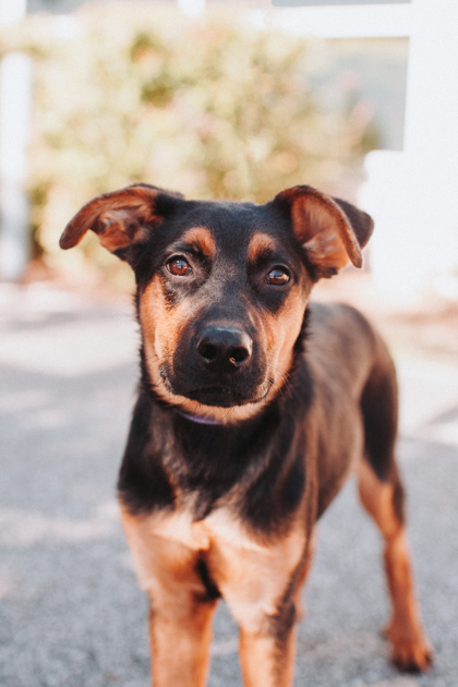 95015A HONEYDEW - German Shepherd / Mix available for adoption