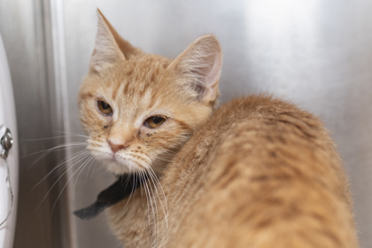 05314B MUG - Domestic Medium Hair / Mix available for adoption