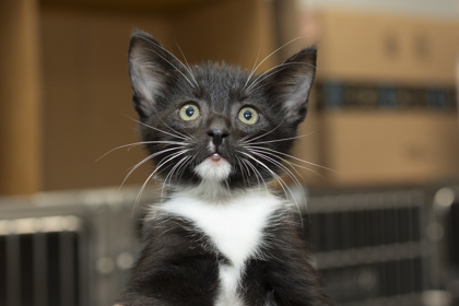 07815B TUX - Domestic Shorthair / Mix available for adoption