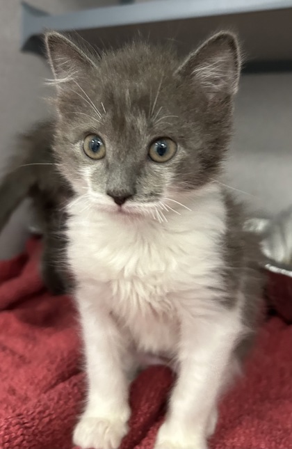 07410B FAUNA - Domestic Medium Hair / Mix available for adoption