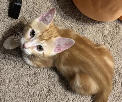 01766B Bashful - Adoption Ambassador photo