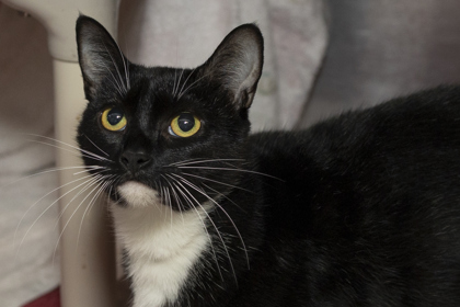 07196B ESTHER - Domestic Shorthair / Mix available for adoption