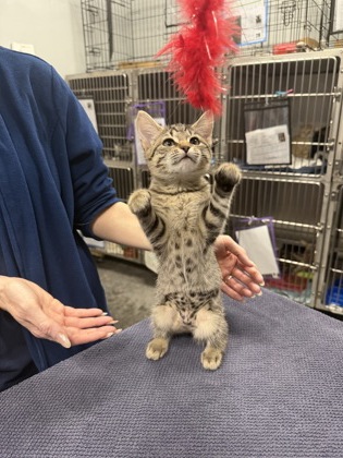 00986B Bo Peep photo