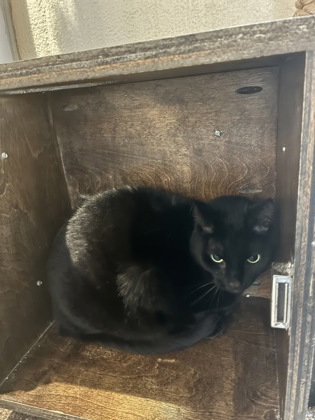 96863A MARCY MARCELINE - Domestic Shorthair / Mix available for adoption