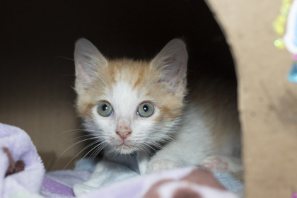08730B PUMPKIN - Domestic Shorthair / Mix available for adoption