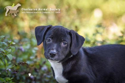 08540B DAPHNE - Labrador Retriever / Mix available for adoption
