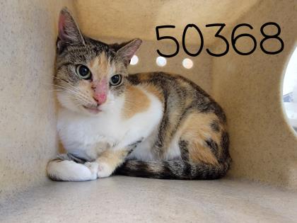 50368A Penelope