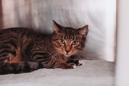 96172A COSMIC BROWNIE - Domestic Shorthair / Mix available for adoption