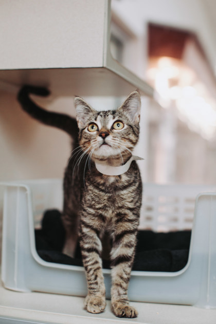 95605A AZRIEL - Domestic Shorthair / Mix for adoption in Mount Pleasant