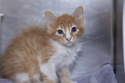 07611B DEWEY- PETSMART JAMES ISLAND - Domestic Shorthair / Mix available for adoption