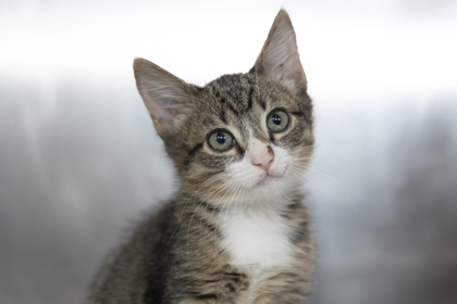 08809B BEAMER- PETSMART NORTH CHARLESTON - Domestic Shorthair / Mix available for adoption