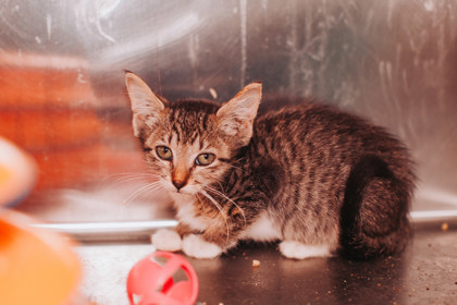 93489A DOLLY - Domestic Shorthair / Mix available for adoption