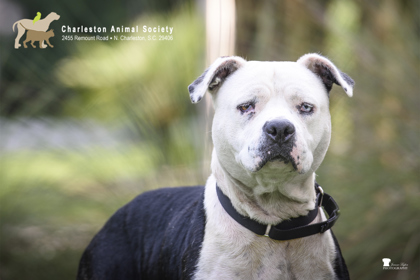95358A MUM - Staffordshire Bull Terrier / Mix available for adoption