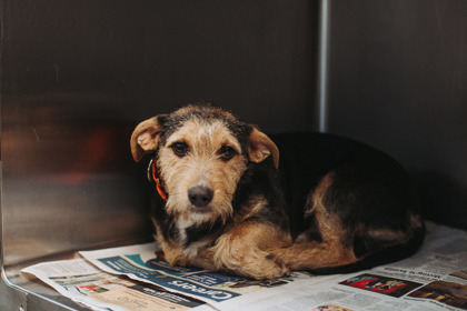 95491A CHEWY - ADOPTION AMBASSADOR - Terrier / Mix available for adoption