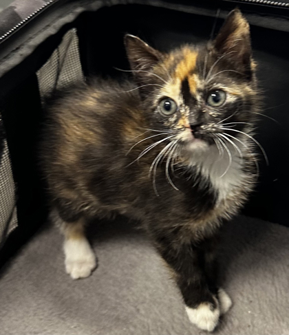 3824B Grove Adoption Ambassador photo
