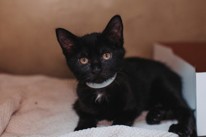 00756B Coco